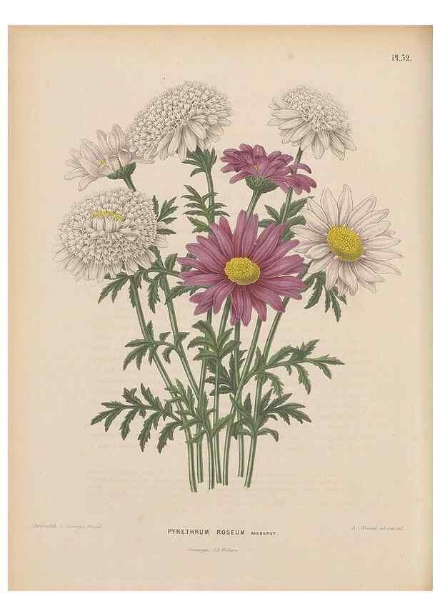 Reproducción/Reproduction 49798420902: Flora :. Groningen :J.B. Wolters,[1868]. 