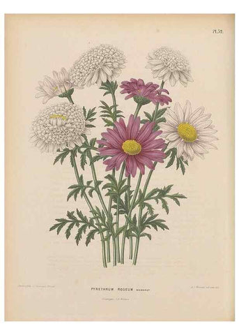 Reproducción/Reproduction 49798420902: Flora :. Groningen :J.B. Wolters,[1868]. 