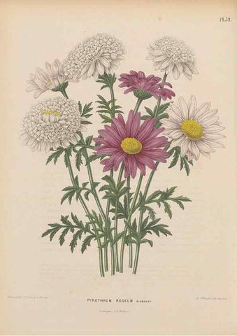 Reproducción/Reproduction 49798420902: Flora :. Groningen :J.B. Wolters,[1868]. 