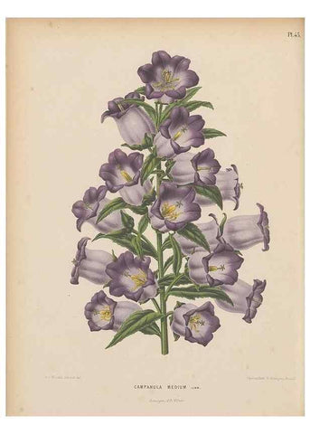 Reproducción/Reproduction 49798111086: Flora :. Groningen :J.B. Wolters,[1868]. 