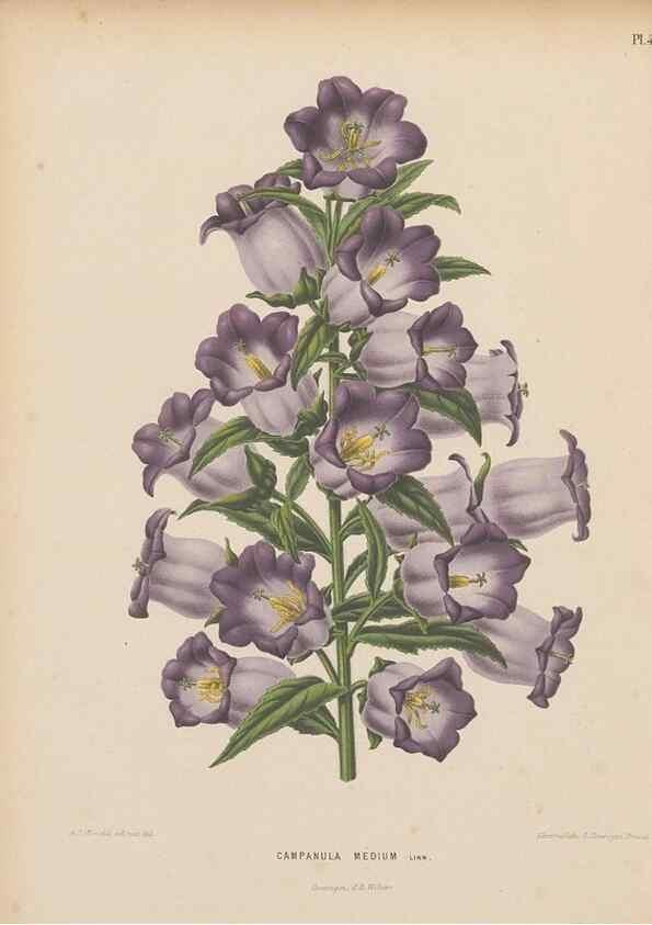 Reproducción/Reproduction 49798111086: Flora :. Groningen :J.B. Wolters,[1868]. 