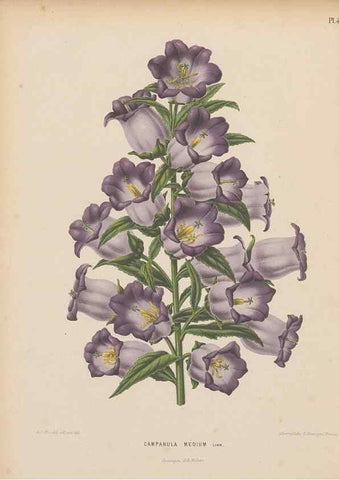 Reproducción/Reproduction 49798111086: Flora :. Groningen :J.B. Wolters,[1868]. 