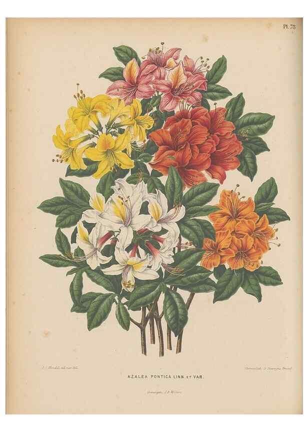 Reproducción/Reproduction 49798426937: Flora :. Groningen :J.B. Wolters,[1868]. 