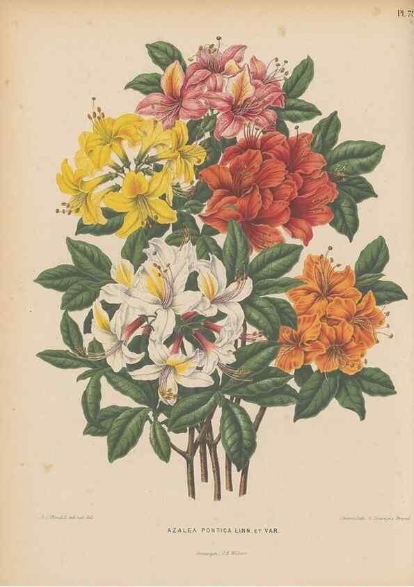 Reproducción/Reproduction 49798426937: Flora :. Groningen :J.B. Wolters,[1868]. 