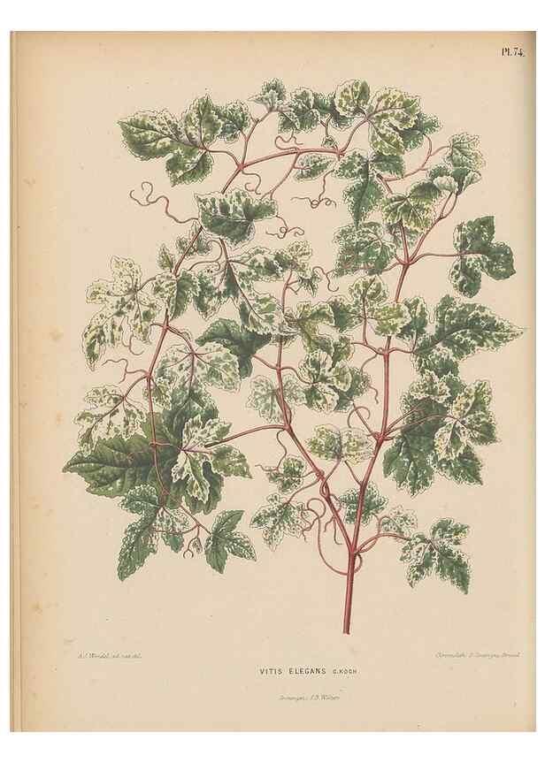 Reproducción/Reproduction 49797569783: Flora :. Groningen :J.B. Wolters,[1868]. 