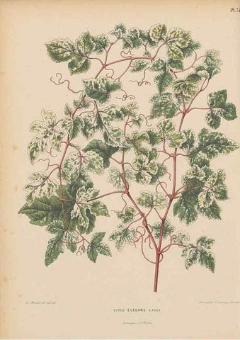 Reproducción/Reproduction 49797569783: Flora :. Groningen :J.B. Wolters,[1868]. 