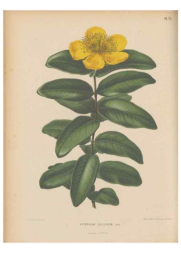 Reproducción/Reproduction 49798120251: Flora :. Groningen :J.B. Wolters,[1868]. 