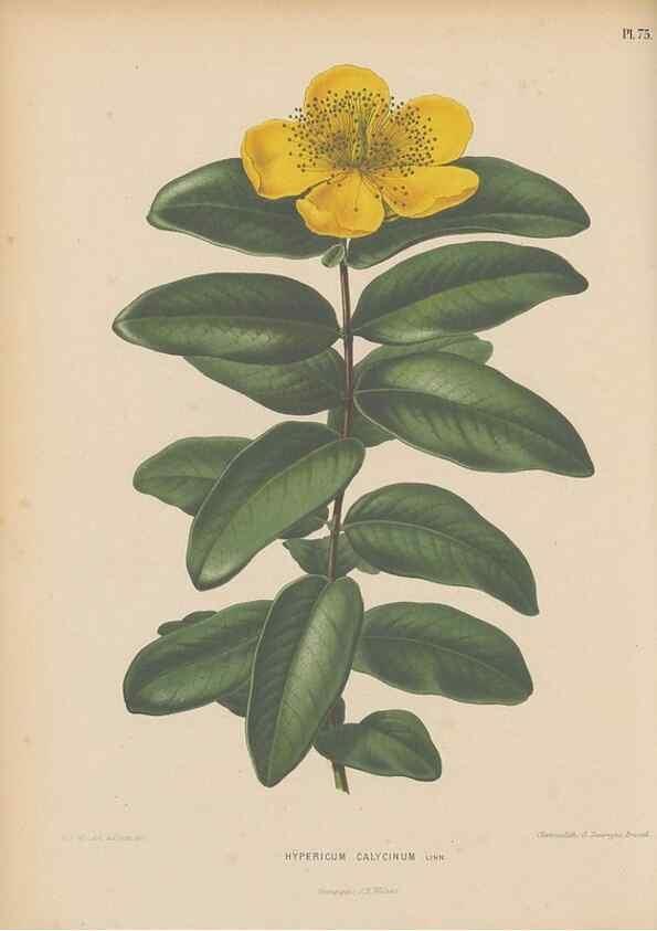 Reproducción/Reproduction 49798120251: Flora :. Groningen :J.B. Wolters,[1868]. 