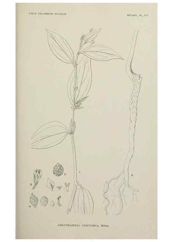 Reproducción/Reproduction 49798738098: Publication.. Chicago. :Field Columbian Museum,1895-1909.. 