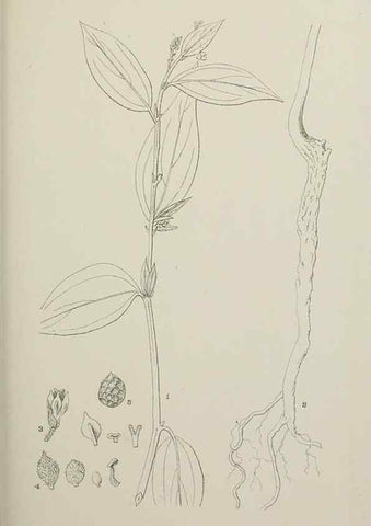 Reproducción/Reproduction 49798738098: Publication.. Chicago. :Field Columbian Museum,1895-1909.. 
