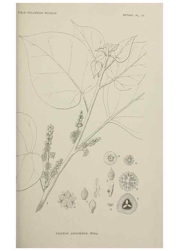 Reproducción/Reproduction 49799593657: Publication.. Chicago. :Field Columbian Museum,1895-1909.. 