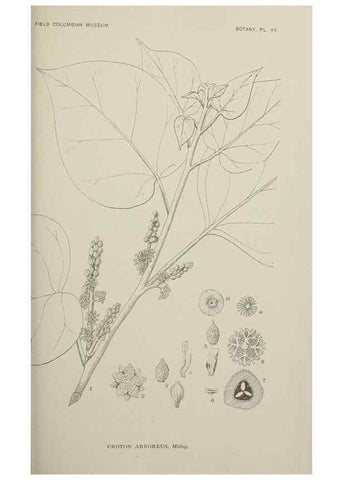 Reproducción/Reproduction 49799593657: Publication.. Chicago. :Field Columbian Museum,1895-1909.. 