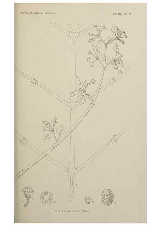 Reproducción/Reproduction 49799593987: Publication.. Chicago. :Field Columbian Museum,1895-1909.. 