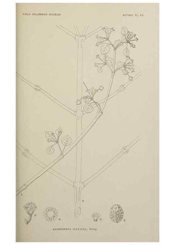 Reproducción/Reproduction 49799593987: Publication.. Chicago. :Field Columbian Museum,1895-1909.. 