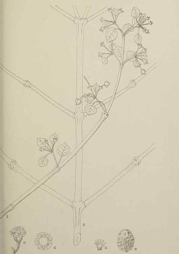 Reproducción/Reproduction 49799593987: Publication.. Chicago. :Field Columbian Museum,1895-1909.. 