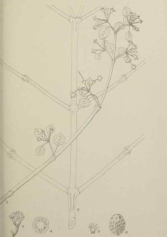 Reproducción/Reproduction 49799593987: Publication.. Chicago. :Field Columbian Museum,1895-1909.. 