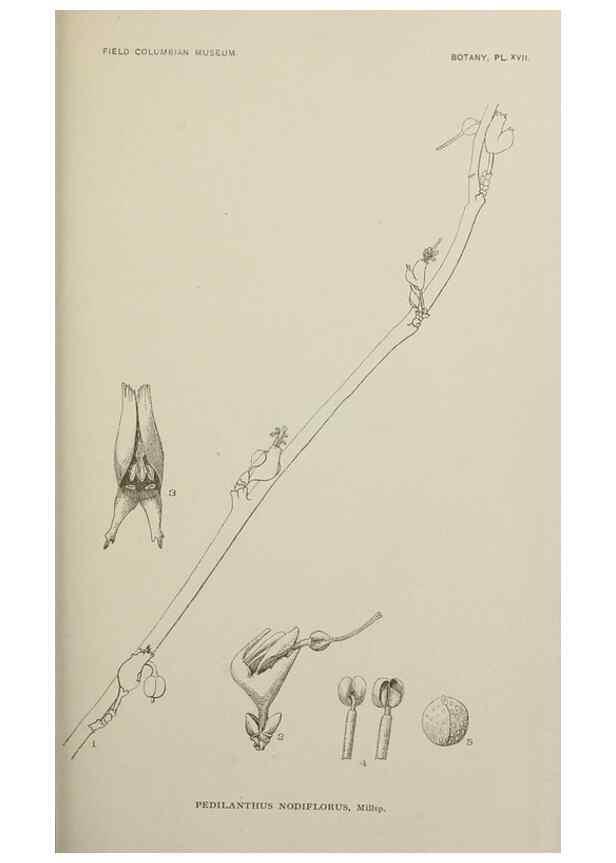 Reproducción/Reproduction 49799288736: Publication.. Chicago. :Field Columbian Museum,1895-1909.. 