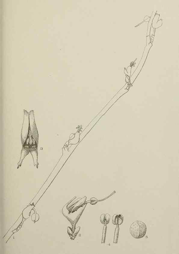 Reproducción/Reproduction 49799288736: Publication.. Chicago. :Field Columbian Museum,1895-1909.. 