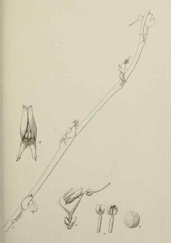 Reproducción/Reproduction 49799288736: Publication.. Chicago. :Field Columbian Museum,1895-1909.. 