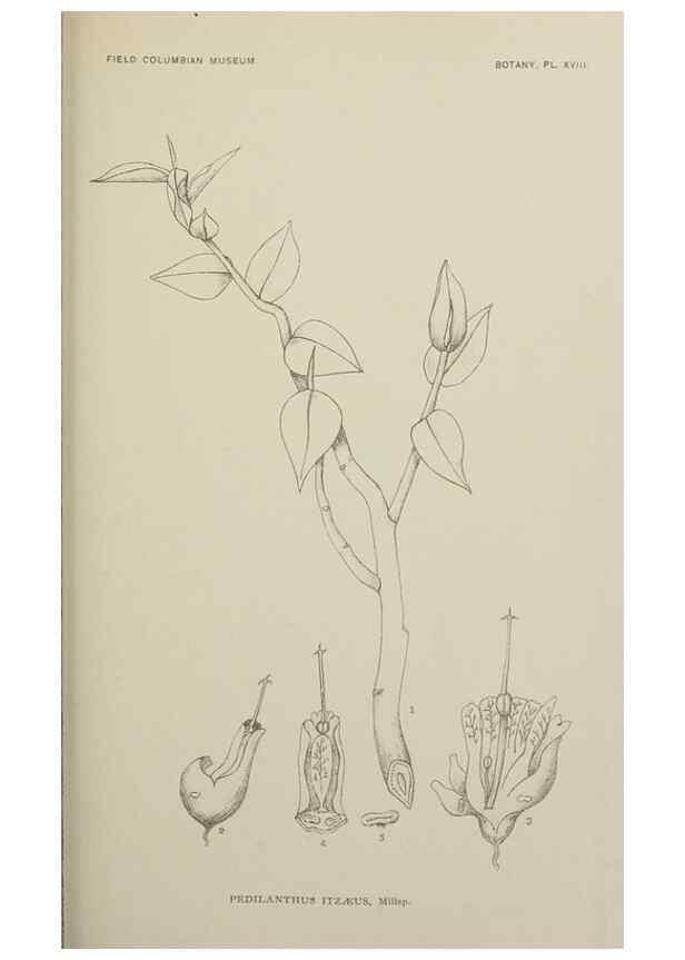 Reproducción/Reproduction 49799594487: Publication.. Chicago. :Field Columbian Museum,1895-1909.. 