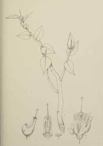 Reproducción/Reproduction 49799594487: Publication.. Chicago. :Field Columbian Museum,1895-1909.. 