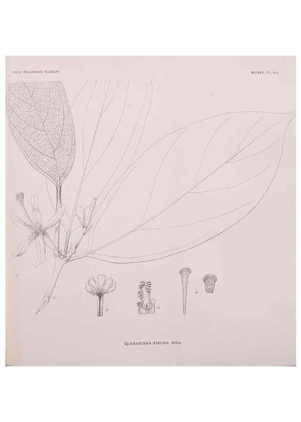 Reproducción/Reproduction 49799594747: Publication.. Chicago. :Field Columbian Museum,1895-1909.. 