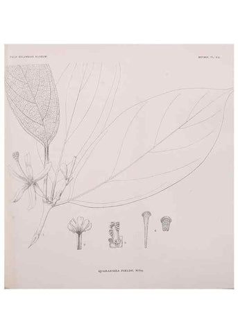 Reproducción/Reproduction 49799594747: Publication.. Chicago. :Field Columbian Museum,1895-1909.. 
