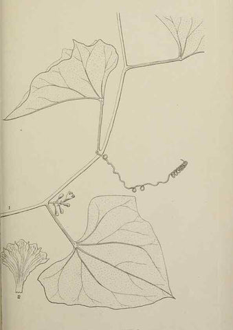 Reproducción/Reproduction 49799594997: Publication.. Chicago. :Field Columbian Museum,1895-1909.. 