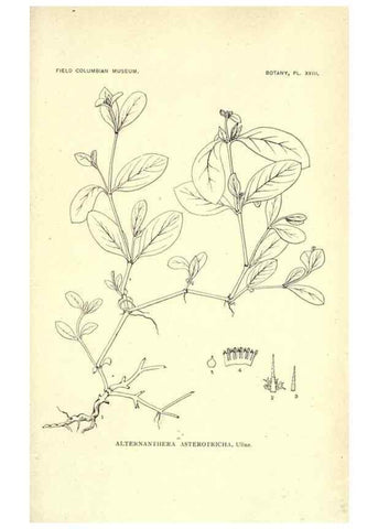 Reproducción/Reproduction 49799698062: Publication.. Chicago. :Field Columbian Museum,1895-1909.. 