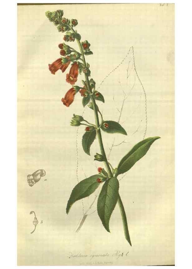 Reproducción/Reproduction 49802835821: Gartenflora.. Erlangen :F. Enke,1852-1940.. 