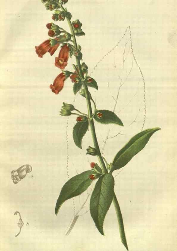 Reproducción/Reproduction 49802835821: Gartenflora.. Erlangen :F. Enke,1852-1940.. 