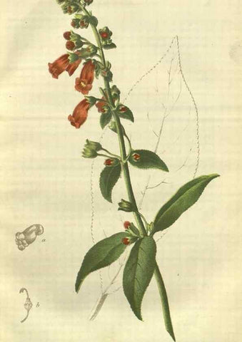 Reproducción/Reproduction 49802835821: Gartenflora.. Erlangen :F. Enke,1852-1940.. 