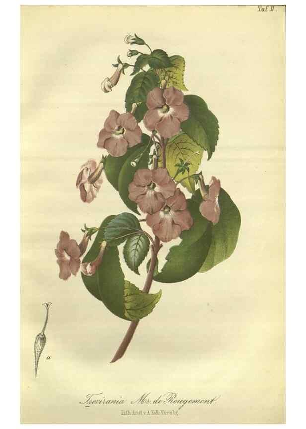Reproducción/Reproduction 49802283898: Gartenflora.. Erlangen :F. Enke,1852-1940.. 