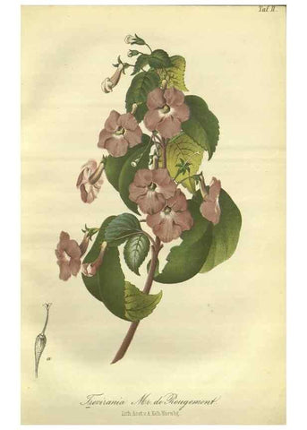Reproducción/Reproduction 49802283898: Gartenflora.. Erlangen :F. Enke,1852-1940.. 