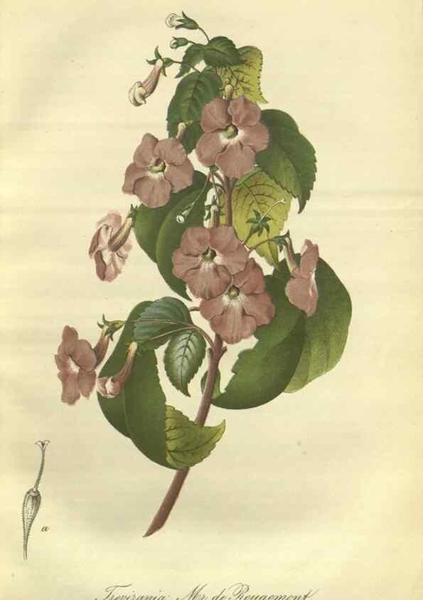 Reproducción/Reproduction 49802283898: Gartenflora.. Erlangen :F. Enke,1852-1940.. 
