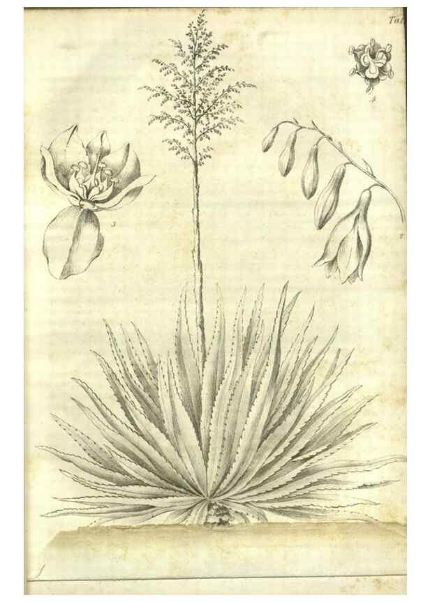 Reproducción/Reproduction 49803139002: Gartenflora.. Erlangen :F. Enke,1852-1940.. 