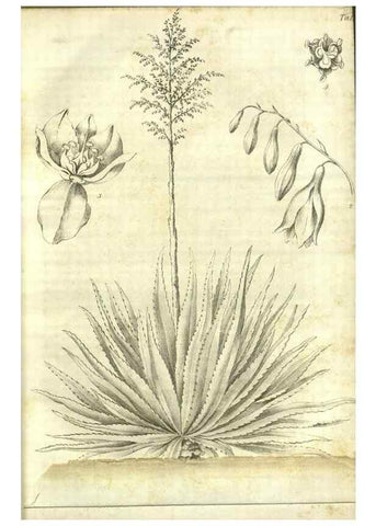 Reproducción/Reproduction 49803139002: Gartenflora.. Erlangen :F. Enke,1852-1940.. 