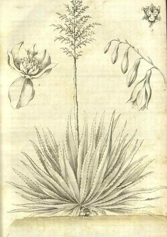 Reproducción/Reproduction 49803139002: Gartenflora.. Erlangen :F. Enke,1852-1940.. 