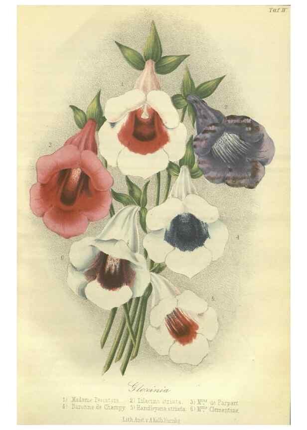 Reproducción/Reproduction 49802284778: Gartenflora.. Erlangen :F. Enke,1852-1940.. 