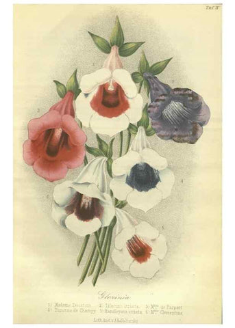 Reproducción/Reproduction 49802284778: Gartenflora.. Erlangen :F. Enke,1852-1940.. 