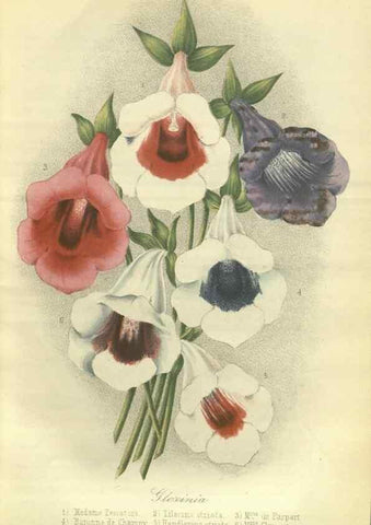 Reproducción/Reproduction 49802284778: Gartenflora.. Erlangen :F. Enke,1852-1940.. 