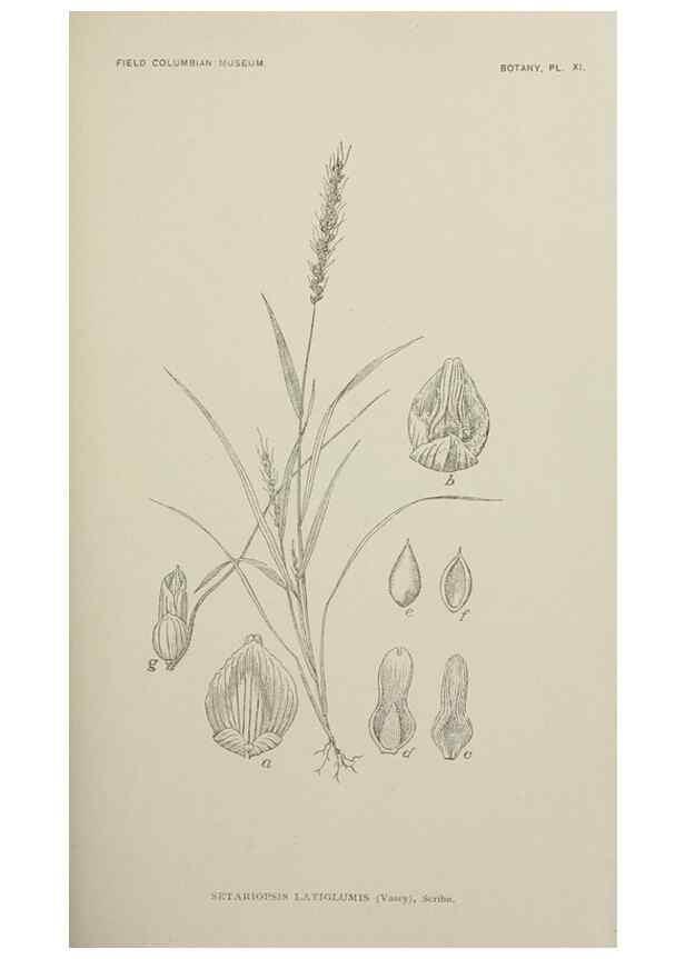 Reproducción/Reproduction 49798737273: Publication.. Chicago. :Field Columbian Museum,1895-1909.. 
