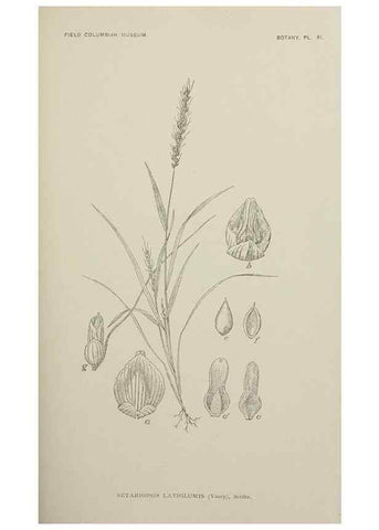 Reproducción/Reproduction 49798737273: Publication.. Chicago. :Field Columbian Museum,1895-1909.. 