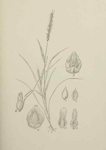 Reproducción/Reproduction 49798737273: Publication.. Chicago. :Field Columbian Museum,1895-1909.. 