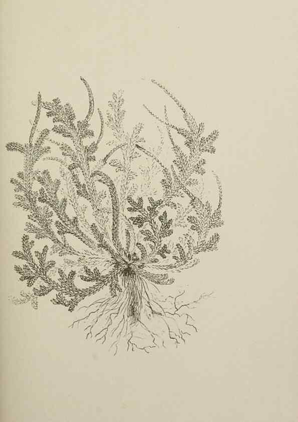 Reproducción/Reproduction 49799286621: Publication.. Chicago. :Field Columbian Museum,1895-1909.. 
