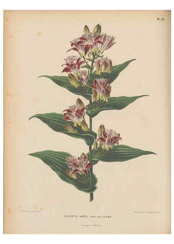Reproducción/Reproduction 49798428097: Flora :. Groningen :J.B. Wolters,[1868]. 