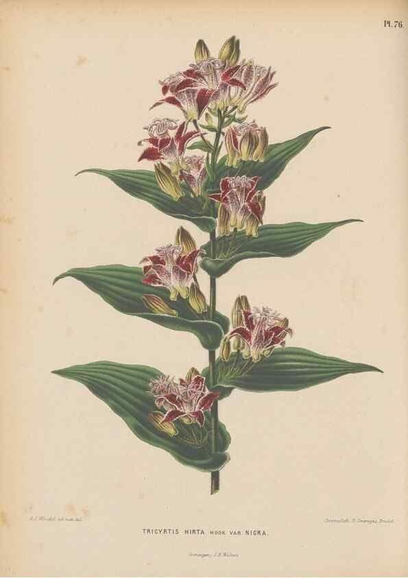 Reproducción/Reproduction 49798428097: Flora :. Groningen :J.B. Wolters,[1868]. 