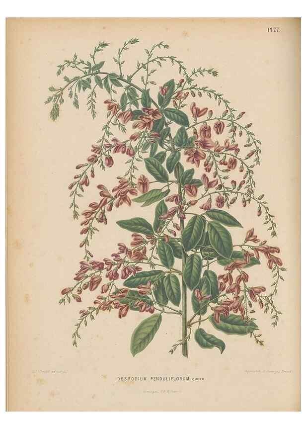 Reproducción/Reproduction 49798428372: Flora :. Groningen :J.B. Wolters,[1868]. 