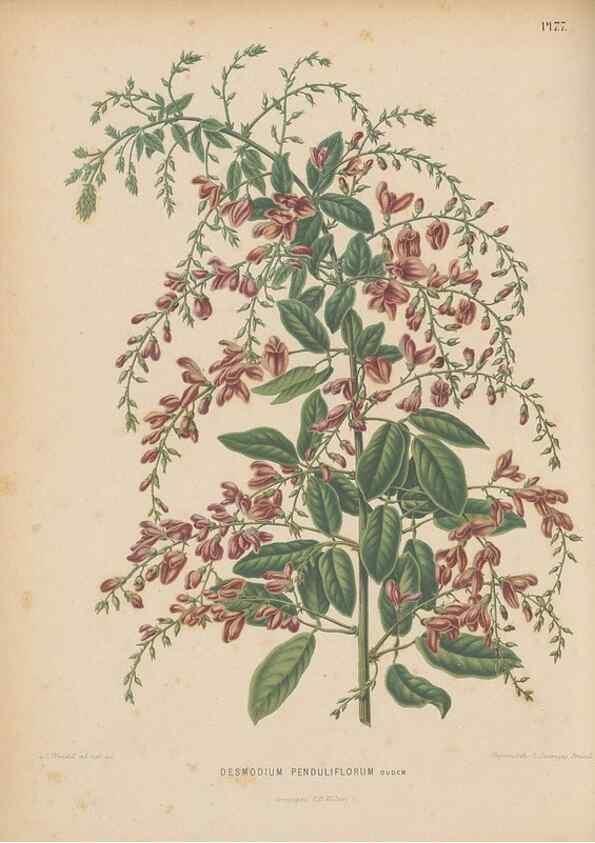 Reproducción/Reproduction 49798428372: Flora :. Groningen :J.B. Wolters,[1868]. 