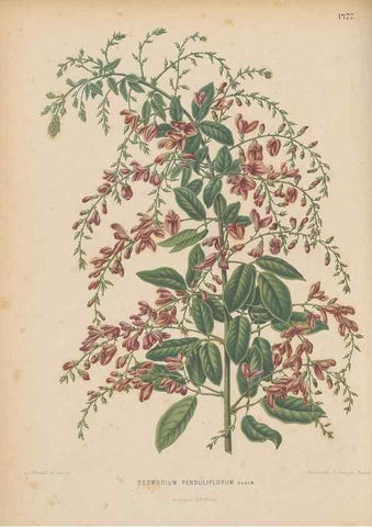Reproducción/Reproduction 49798428372: Flora :. Groningen :J.B. Wolters,[1868]. 